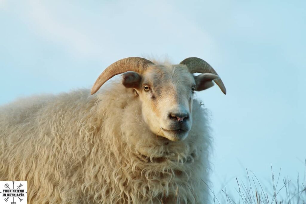 The Icelandic Sheep and it's special Wool